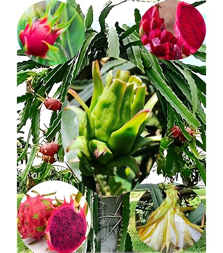 Dragon Frut Tree Plant Combo Pack of 2 Red and Yellow Dragone
